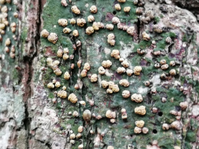 Trypelthelium Lichen photo 7