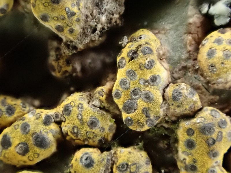 Trypelthelium Lichen photo 8