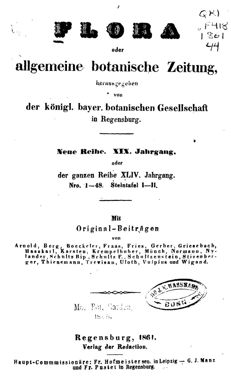 Trypelthelium Lichen