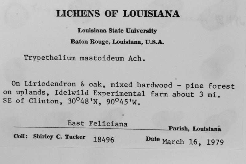 Trypelthelium Lichen photo 5