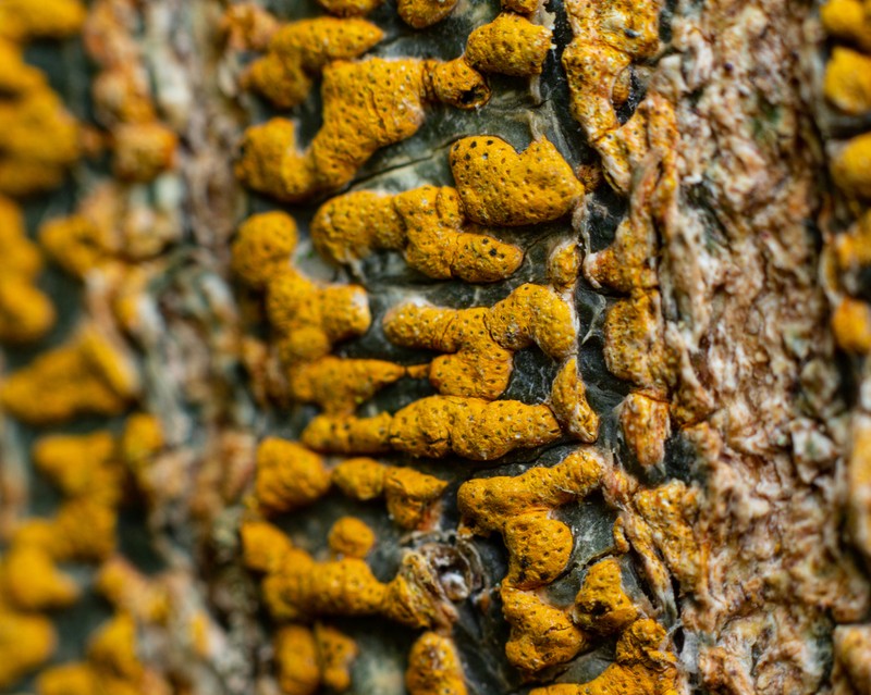 Trypethelium subeluteriae