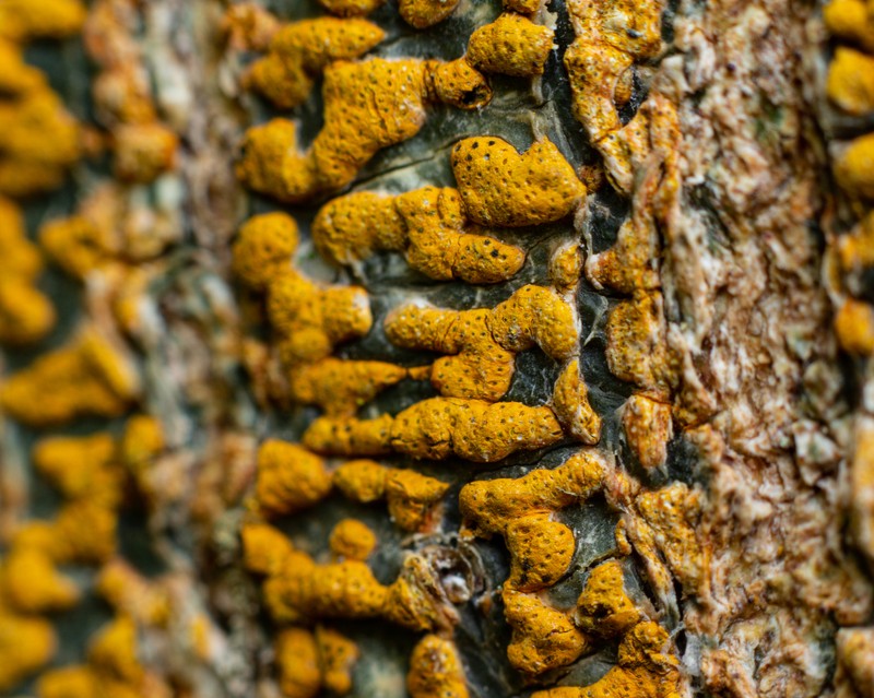 Trypethelium subeluteriae photo 2