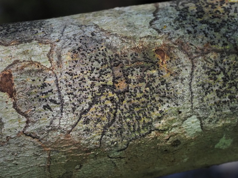 Tropic Trypelthelium Lichen