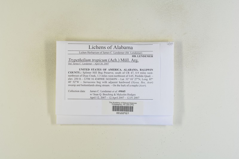 Tropic Trypelthelium Lichen photo 3