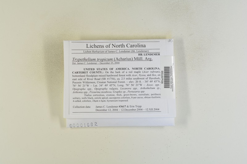 Tropic Trypelthelium Lichen photo 6