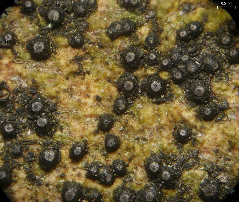 Tropic Trypelthelium Lichen