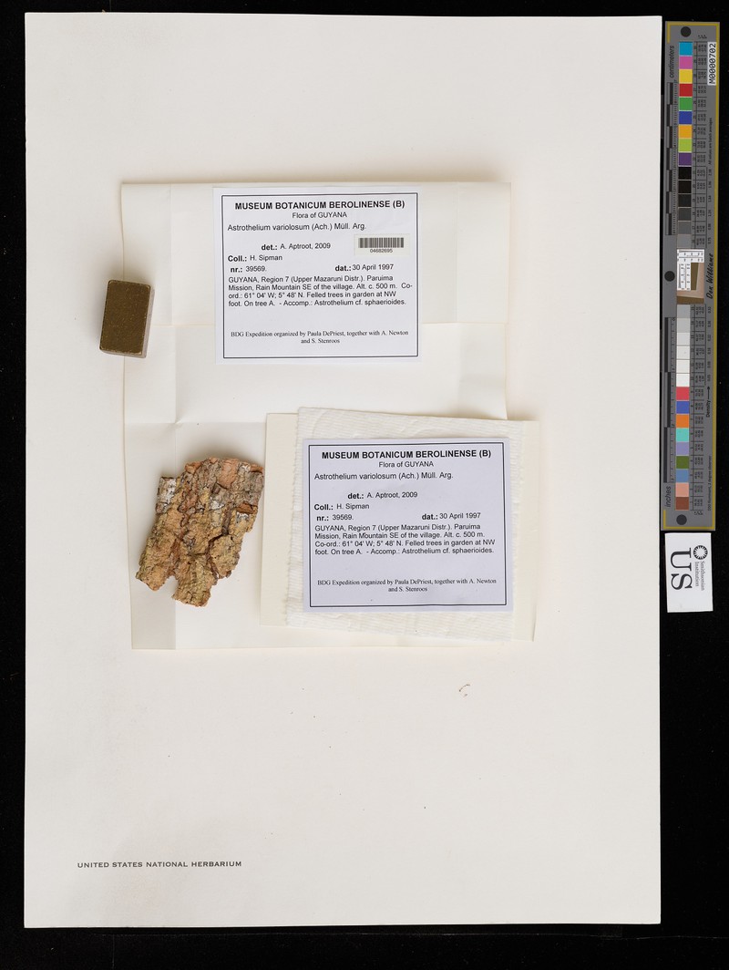 Trypethelium variolosum photo 2
