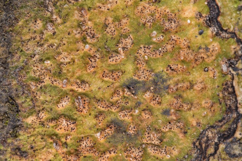 Trypelthelium Lichen