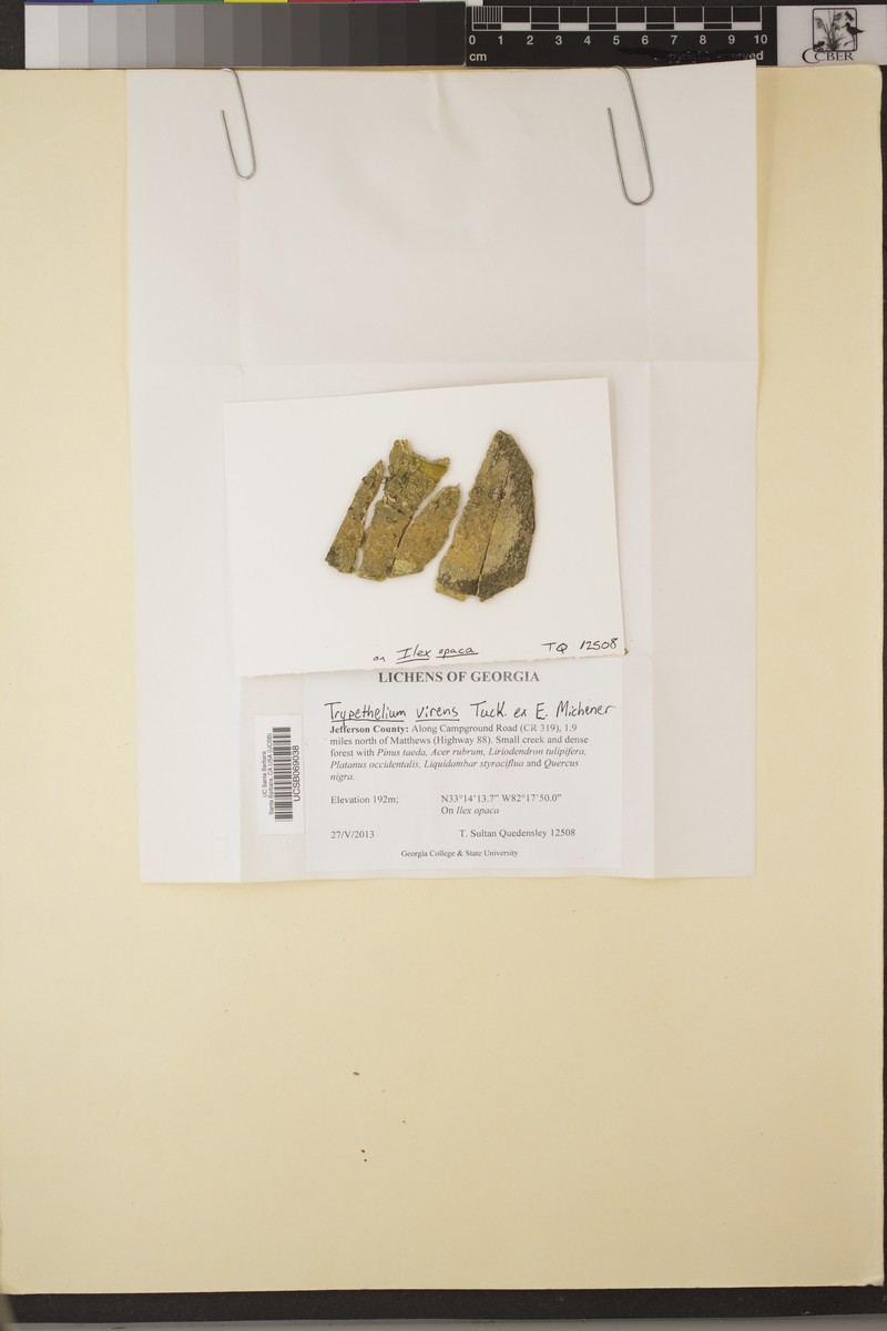 Trypelthelium Lichen photo 3