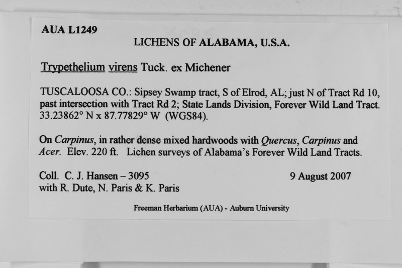 Trypelthelium Lichen photo 7