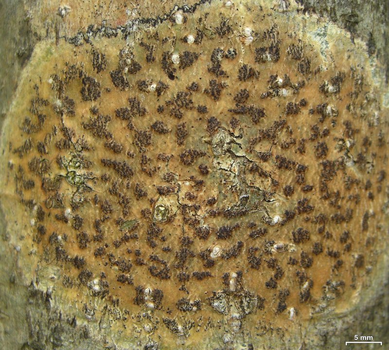 Trypelthelium Lichen