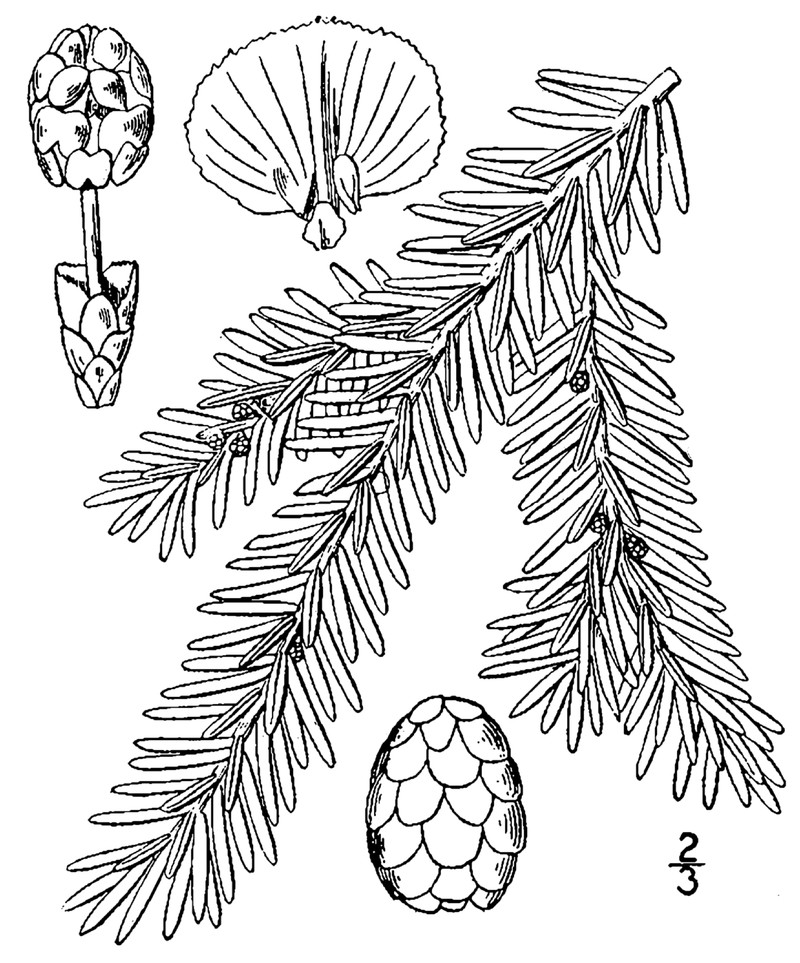Eastern Hemlock photo 5