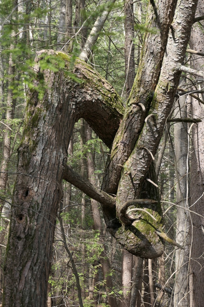Eastern Hemlock photo 6