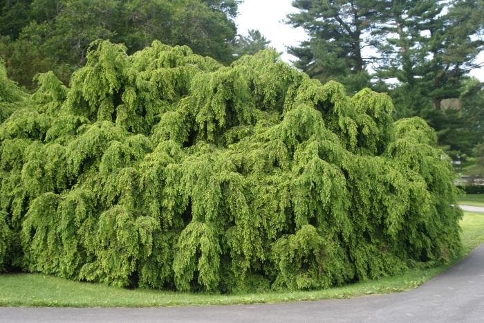 Eastern Hemlock photo 5