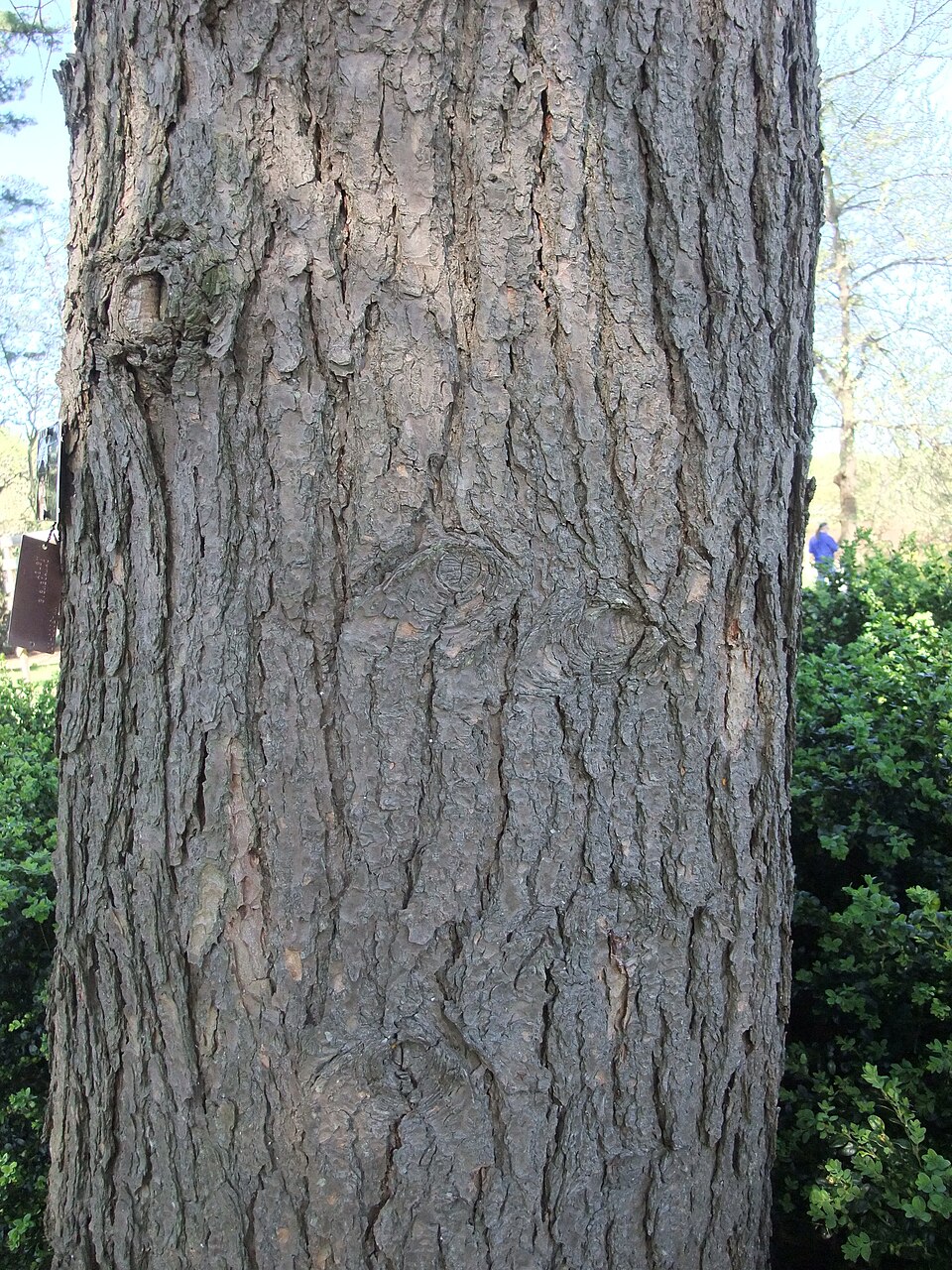 Eastern Hemlock photo 7