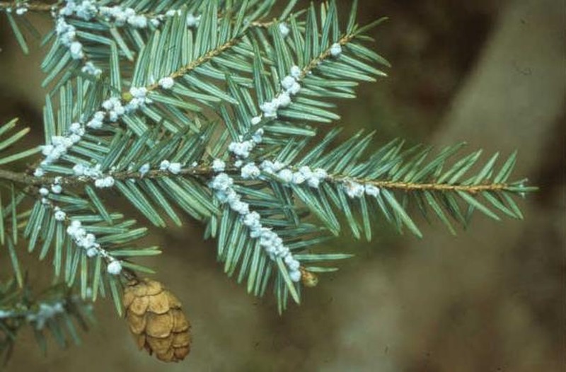 Eastern Hemlock photo 8