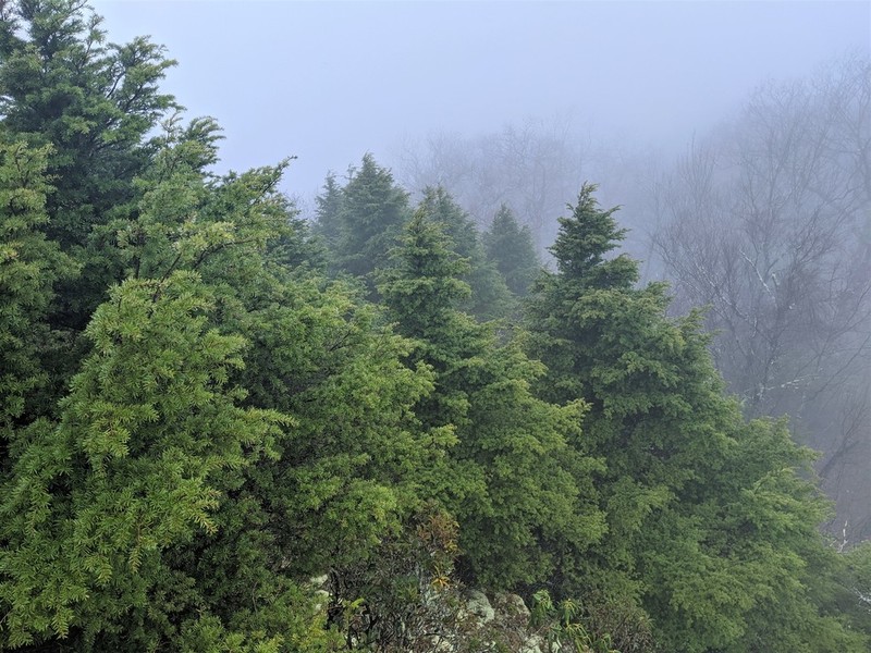 Carolina Hemlock photo 3