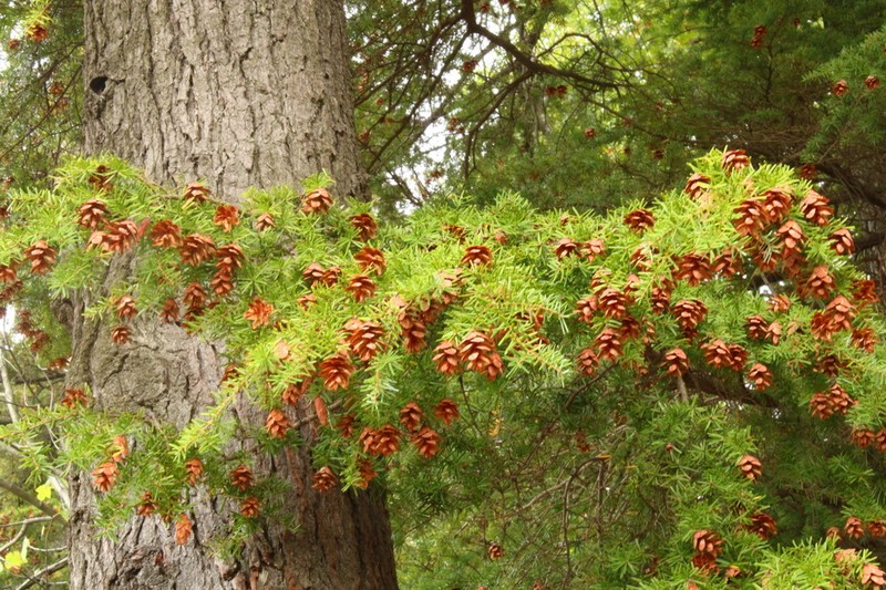 Carolina Hemlock photo 4
