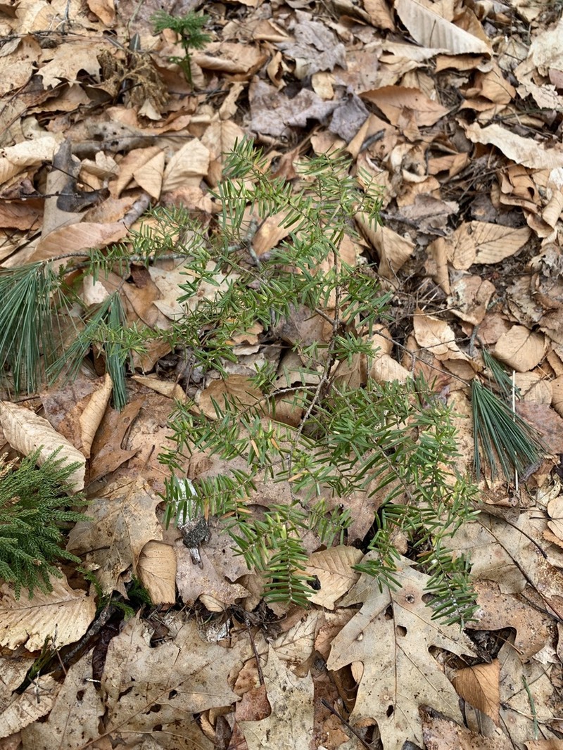 Carolina Hemlock photo 5