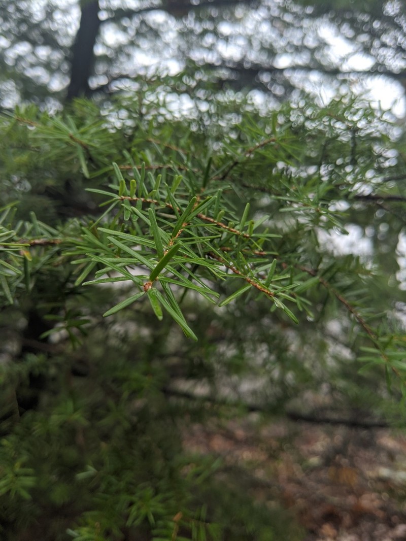 Carolina Hemlock photo 6
