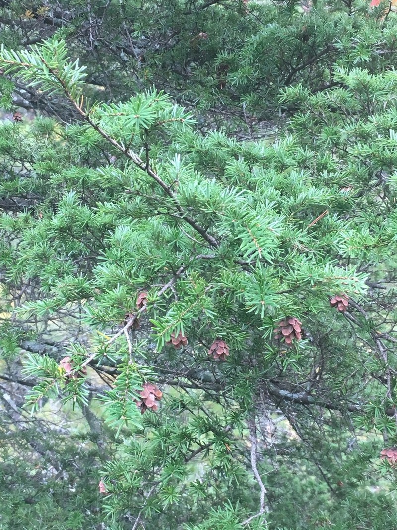 Carolina Hemlock photo 8