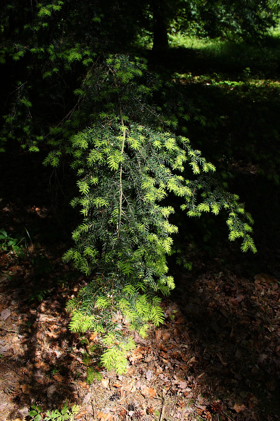 Carolina Hemlock photo 6