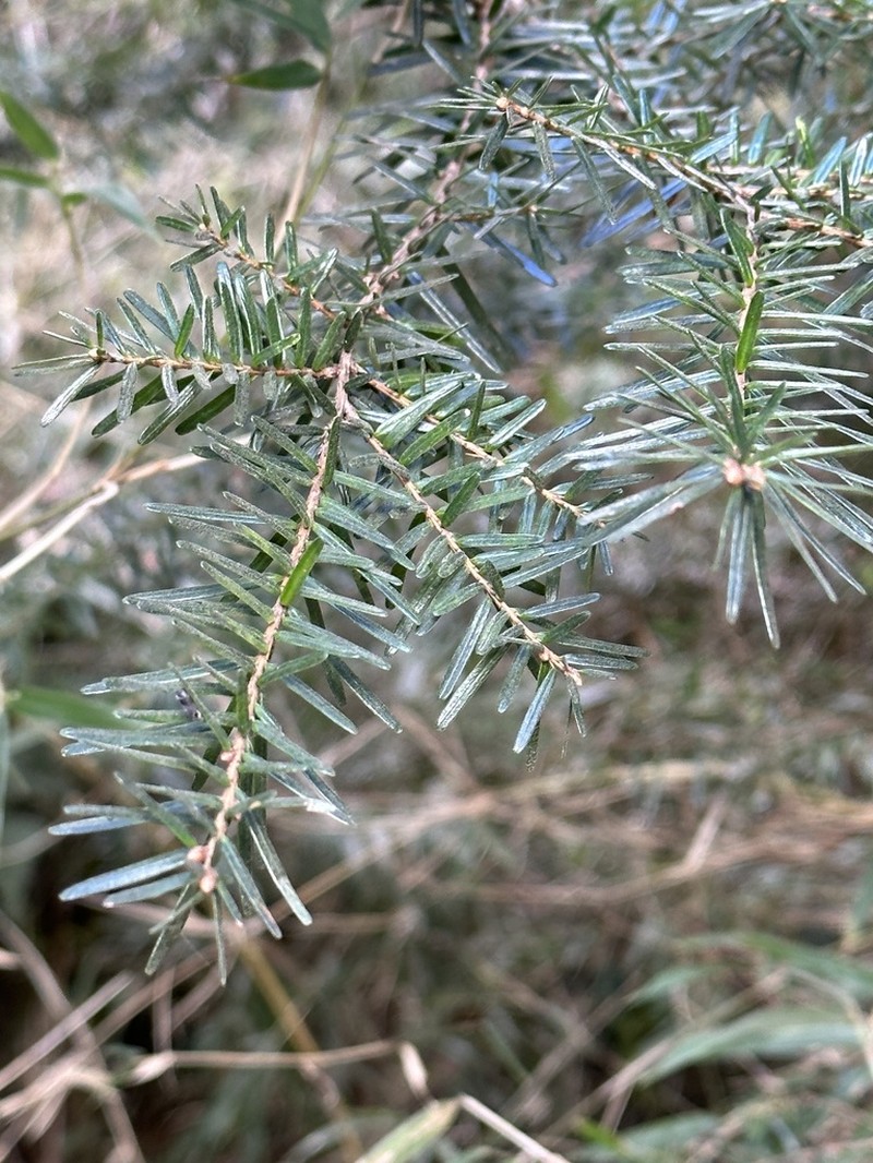 Tsuga chinensis photo 2