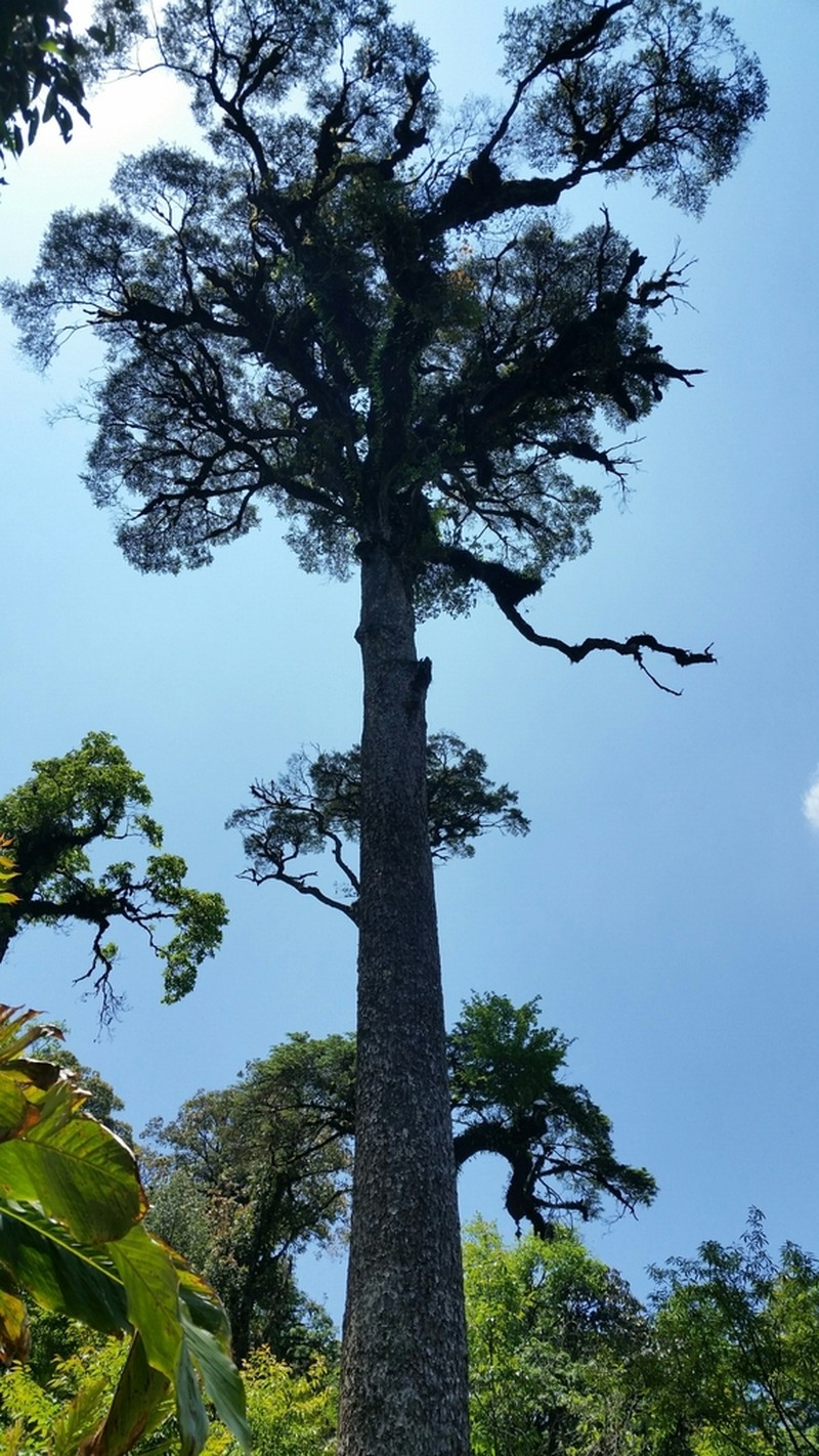 Tsuga chinensis photo 3