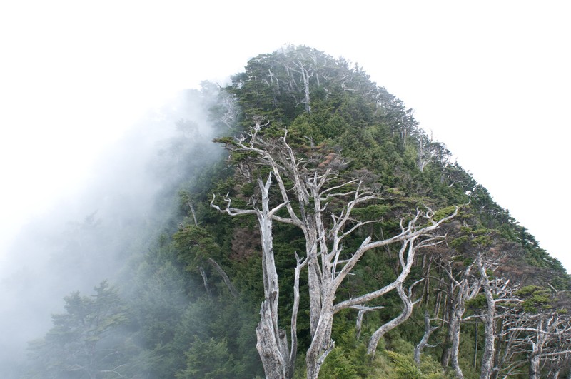 Tsuga chinensis photo 4