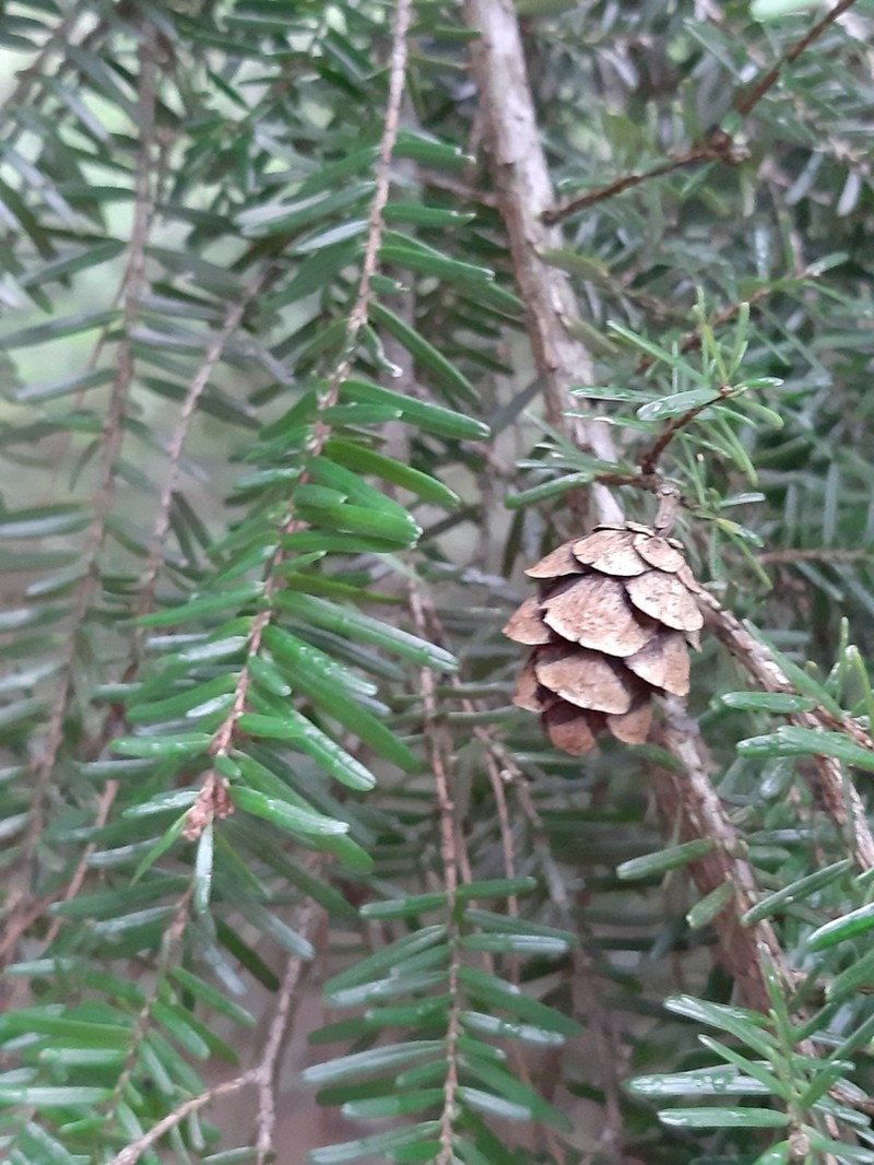 Tsuga chinensis photo 5