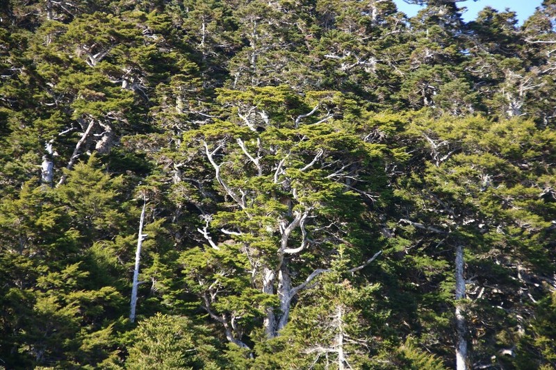 Tsuga chinensis photo 6