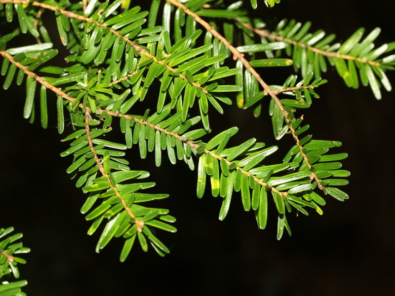 Tsuga chinensis photo 7