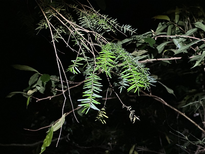 Tsuga chinensis var. chinensis