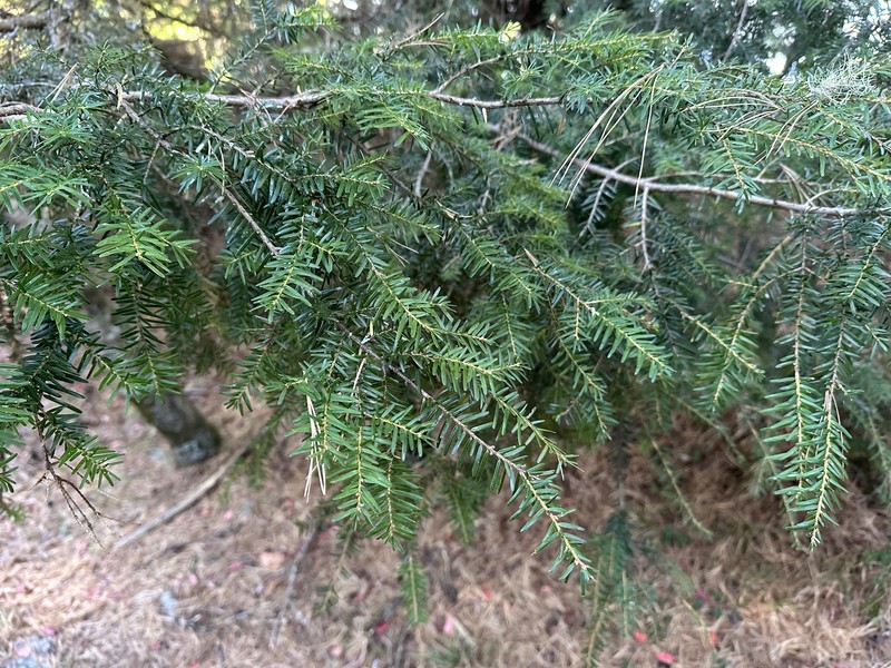 Tsuga chinensis var. chinensis photo 2