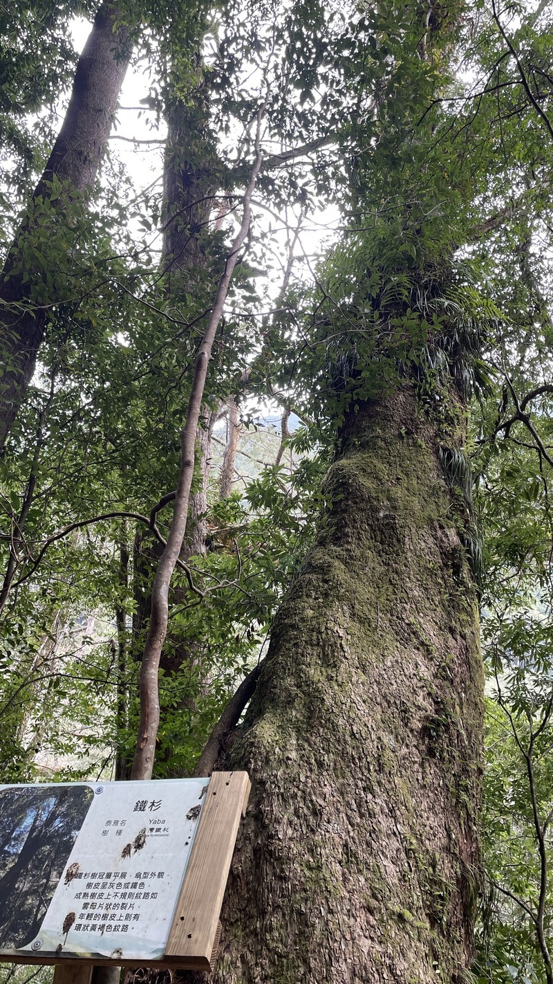 Tsuga chinensis var. chinensis photo 3