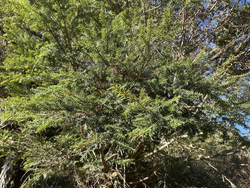 Tsuga chinensis var. chinensis photo 4