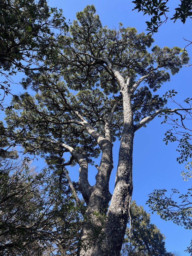Tsuga chinensis var. chinensis photo 6