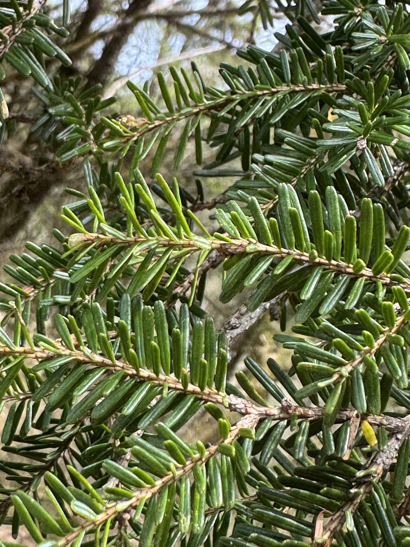 Tsuga chinensis var. chinensis photo 7
