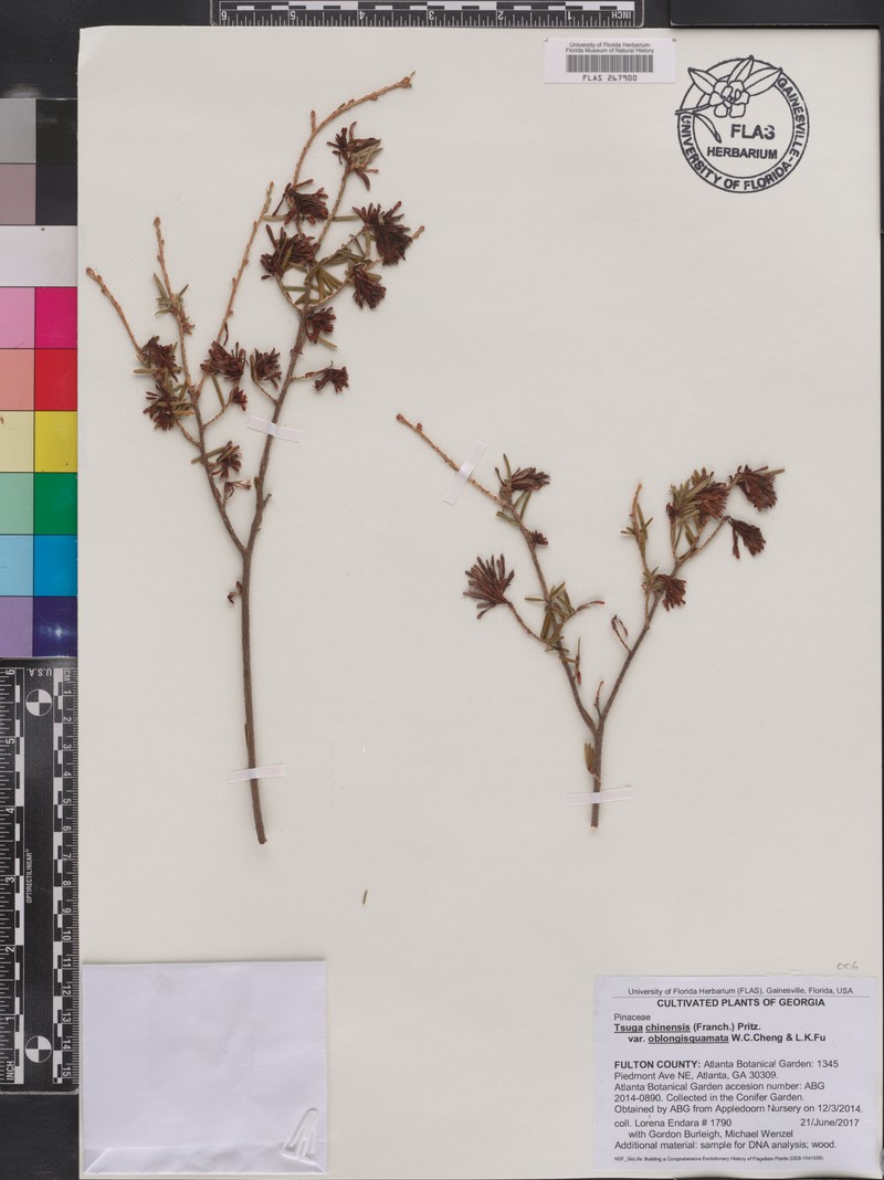 Tsuga chinensis var. oblongisquamata