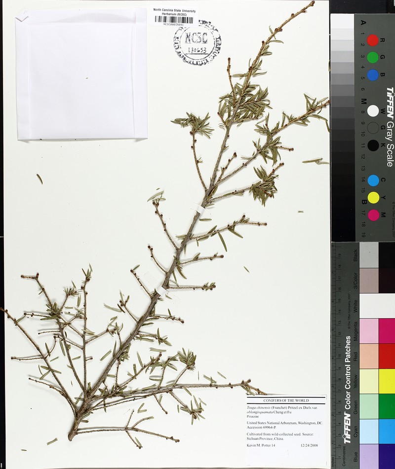 Tsuga chinensis var. oblongisquamata photo 2