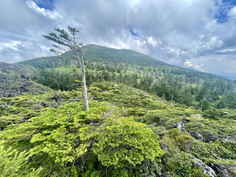 Tsuga diversifolia photo 2