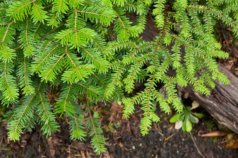 Tsuga diversifolia photo 3