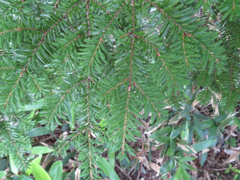 Tsuga diversifolia photo 4