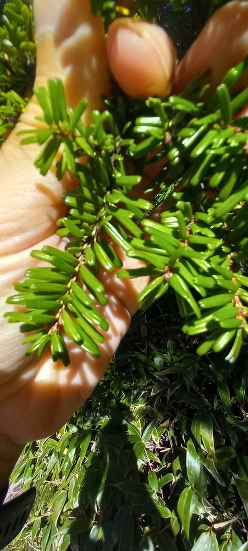 Tsuga diversifolia photo 5