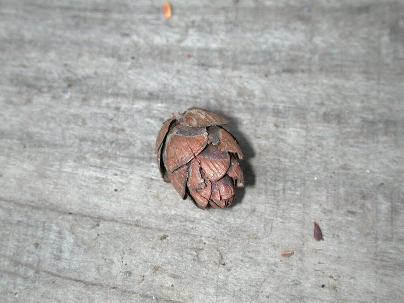Tsuga diversifolia photo 6