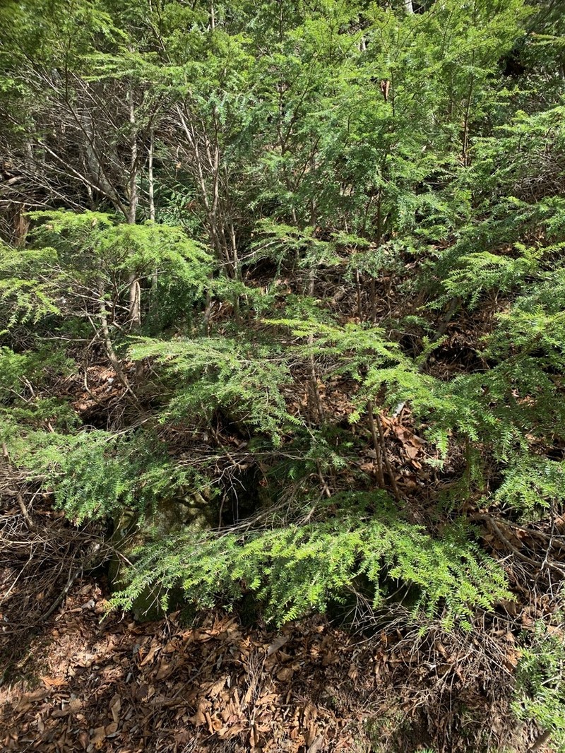 Tsuga diversifolia photo 7