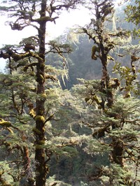 Tsuga dumosa
