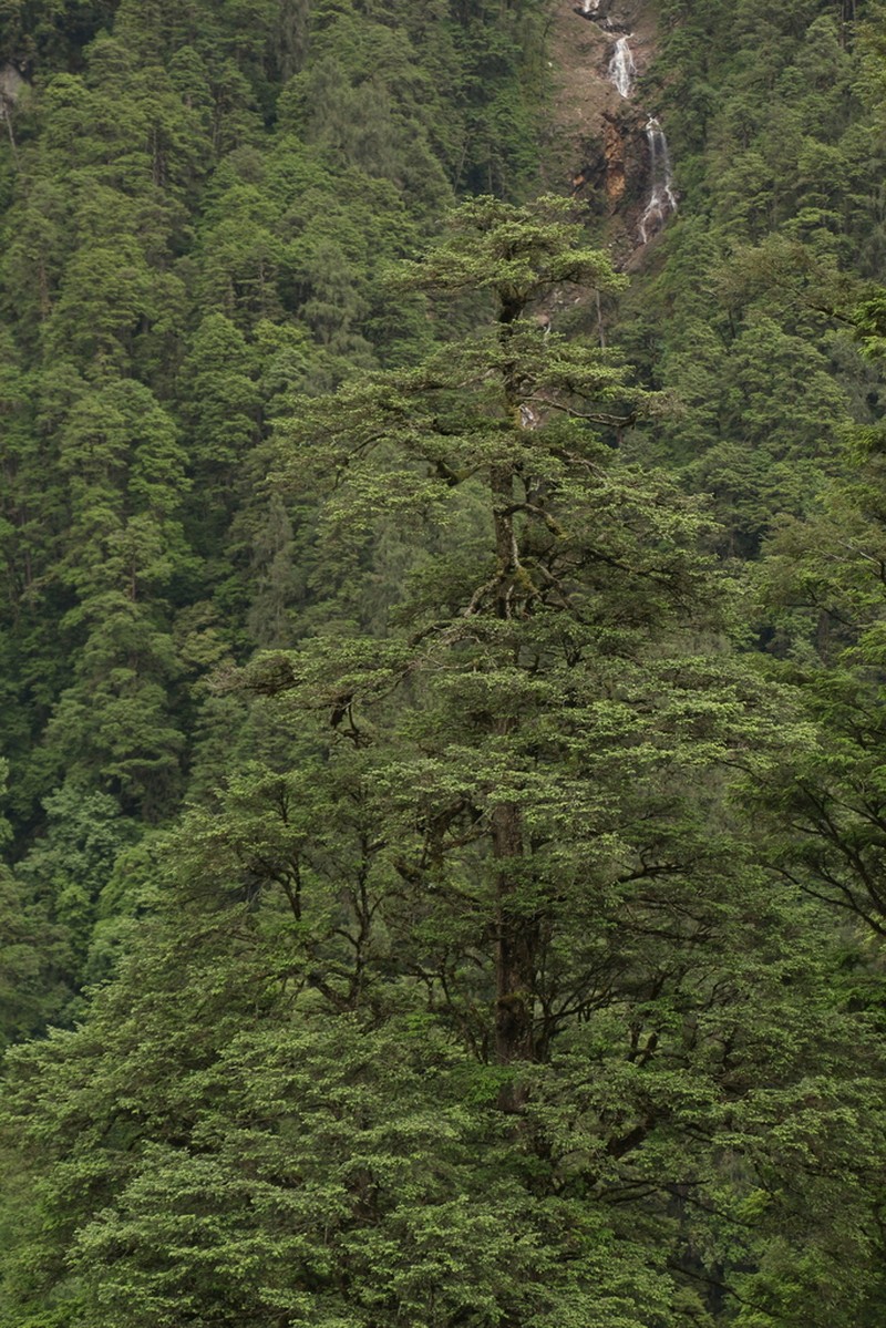 Tsuga dumosa photo 2