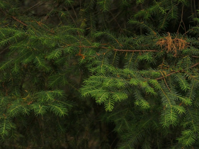 Tsuga dumosa photo 3