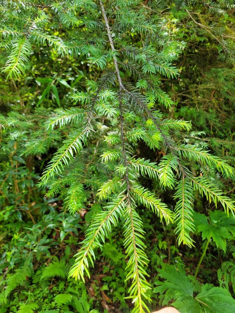 Tsuga dumosa photo 4